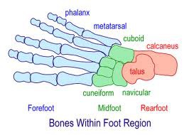 bones within foot region