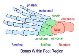 kości w okolicy stopy