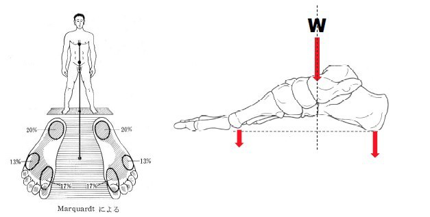 orthotics function