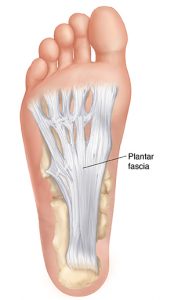 plantar fascia foot