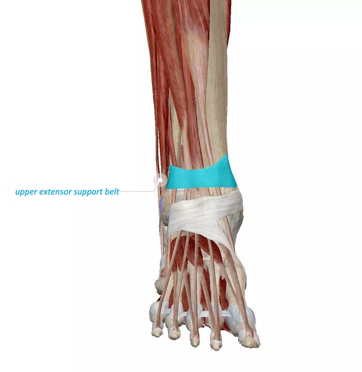 Foot Anatomy -- Tissue & Bone & Ligaments & Joint | EVA Orthotic ...