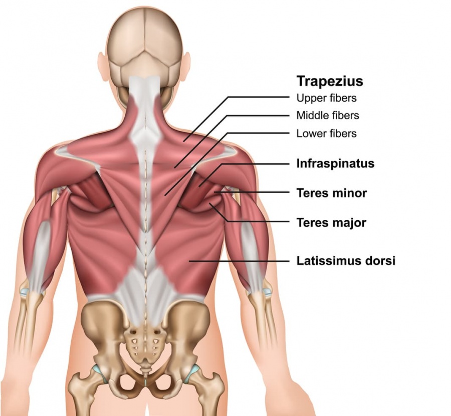 Types of back pain back muscles