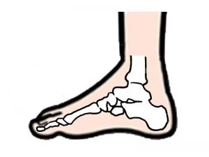 the function of the arch of the foot